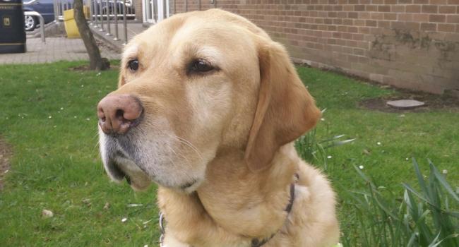 Guide dogs Arnie