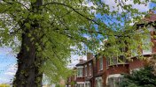A residential suburban street with shaded trees and a row of red brick houses