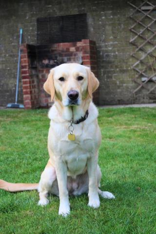 Assistance dog Rosie outside on the grass.